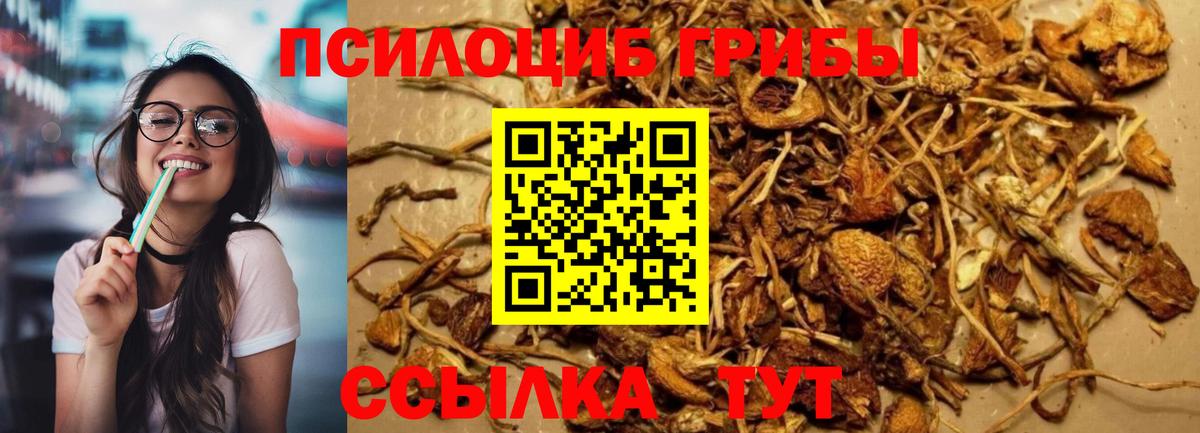 хочу   Галлюциногенные грибы Cubensis  Вход с VPN  Волхов 